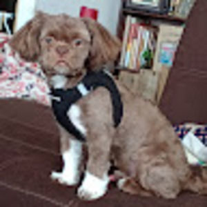 Meet your Posher, Sandy